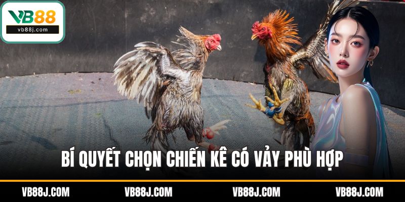 Các Loại Vảy Gà - Bí Quyết Đánh Giá Gà Chọi Xuất Sắc 4 Bí quyết chọn chiến kê có vảy phù hợp