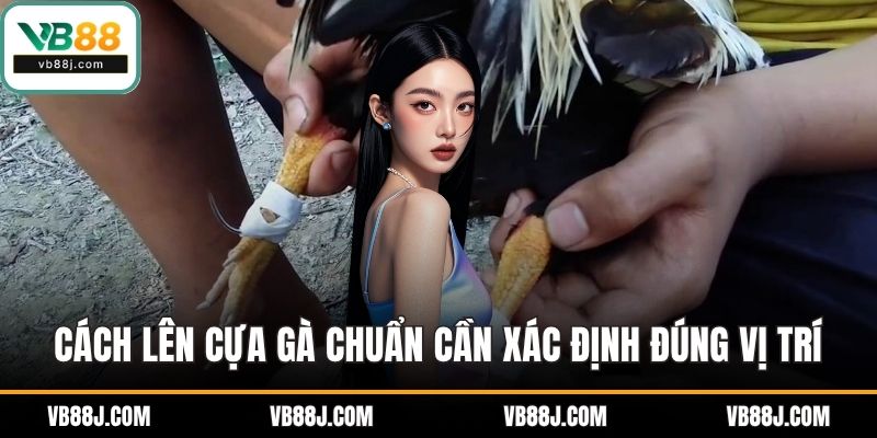 Cách Lên Cựa Gà Đúng Chuẩn Giúp Chiến Kê Thi Đấu Hiệu Quả 3 Cách lên cựa gà chuẩn cần xác định đúng vị trí