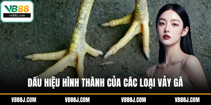 Các Loại Vảy Gà - Bí Quyết Đánh Giá Gà Chọi Xuất Sắc 2 Dấu hiệu hình thành của các loại vảy gà