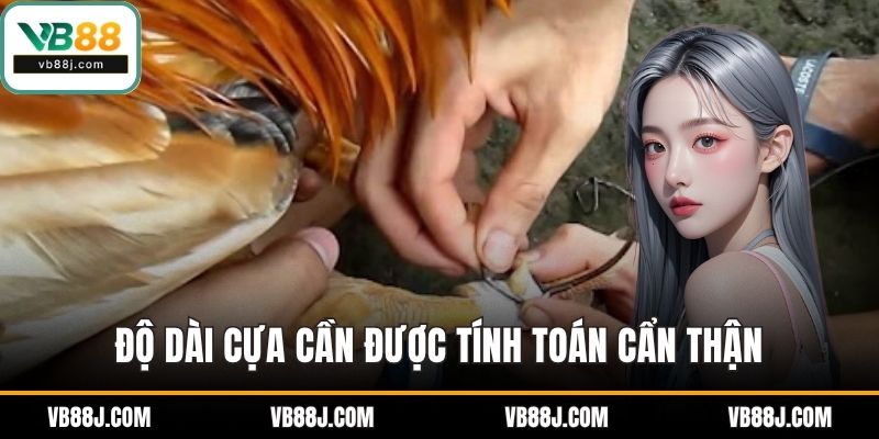 Cách Lên Cựa Gà Đúng Chuẩn Giúp Chiến Kê Thi Đấu Hiệu Quả 4 Độ dài cựa cần được tính toán cẩn thận