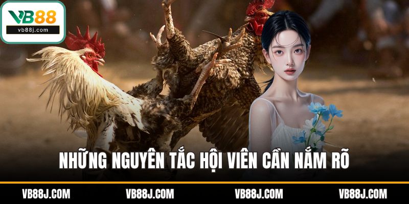 ĐÁ GÀ 3 Những nguyên tắc hội viên cần nắm rõ
