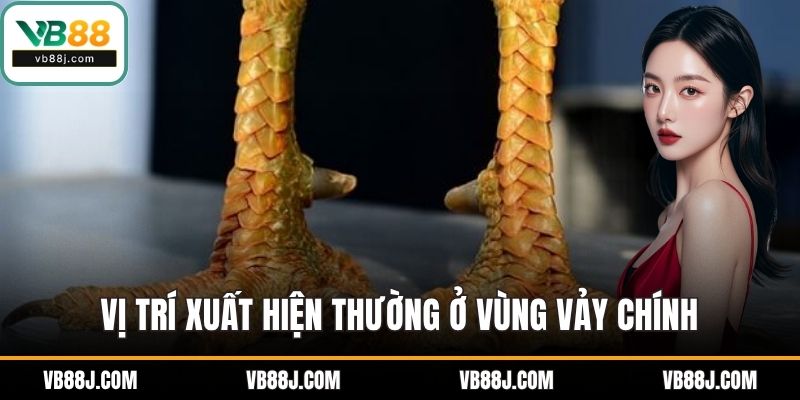 Vảy Gà Khai Vương Là Gì? Cách Nhận Biết Chính Xác Tại VB88 3 Vị trí xuất hiện thường ở vùng vảy chính