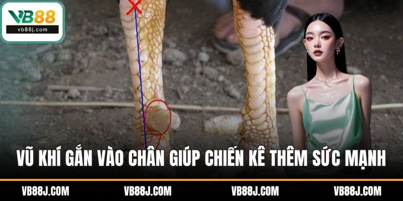 Cách Lên Cựa Gà Đúng Chuẩn Giúp Chiến Kê Thi Đấu Hiệu Quả 2 Vũ khí gắn vào chân giúp chiến kê tiếp thêm sức mạnh